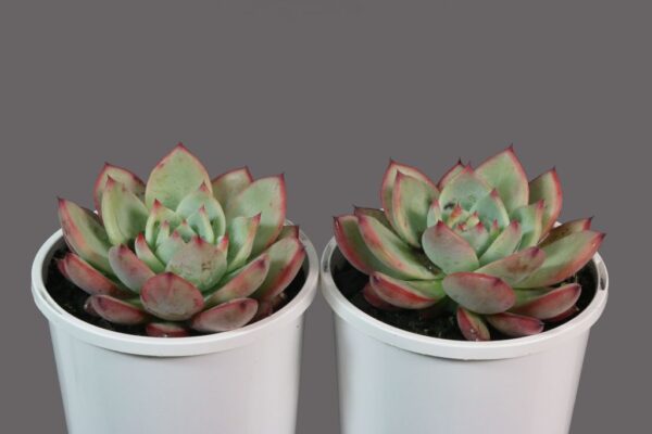 ECHEVERIA COLORATA