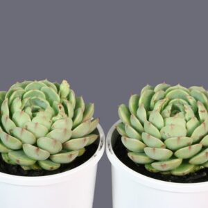Cacti and Succulents