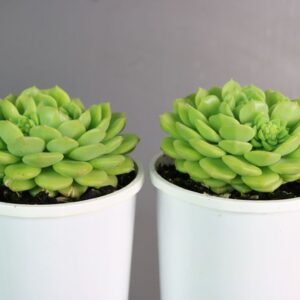 ECHEVERIA DONDO
