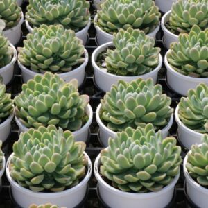 ECHEVERIA ELEGANS