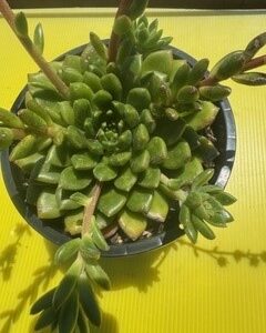 ECHEVERIA EMERALD RIPPLE