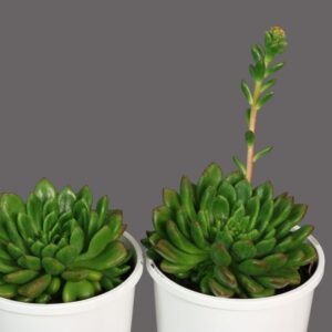 ECHEVERIA EMERALD RIPPLE