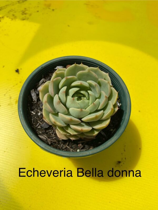 ECHEVERIA BELLA DONNA
