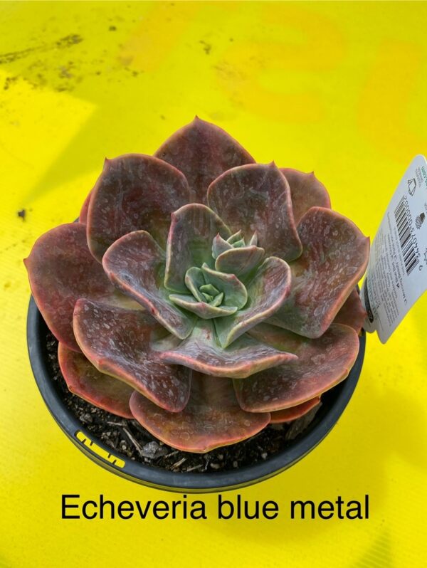 ECHEVERIA BLUE METAL