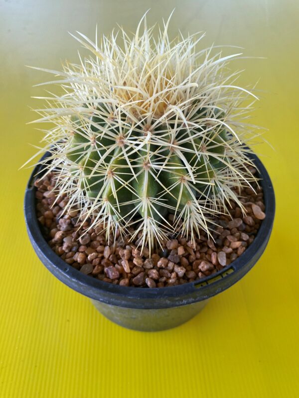 ECHINOCACTUS