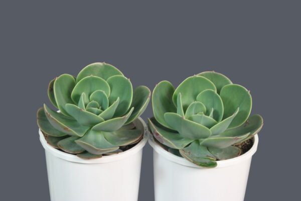 ECHEVERIA IMBRICATA
