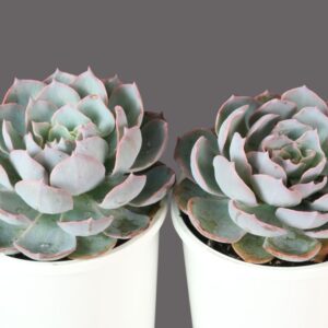ECHEVERIA MORNING BEAUTY