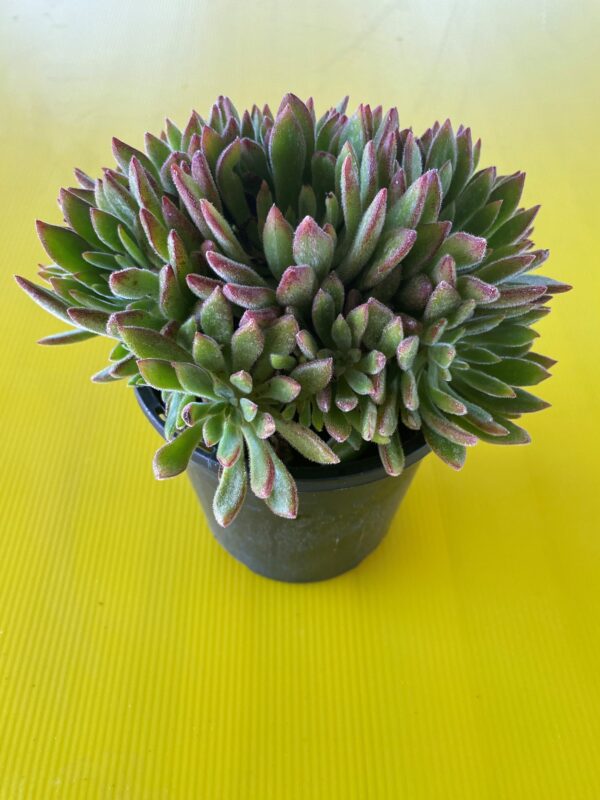 ECHEVERIA SETOSA OLIVER