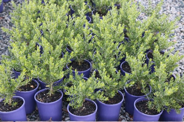 Eremophila maculata Allara