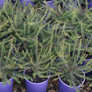 EREMOPHILA DENSIFOLIA PURPLE CARPET