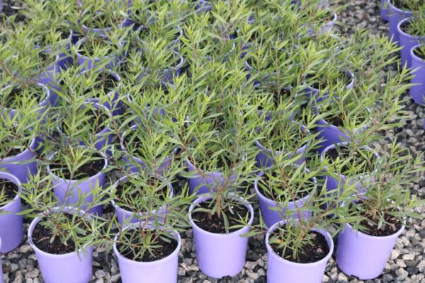 EREMOPHILA MACULATA SILVER