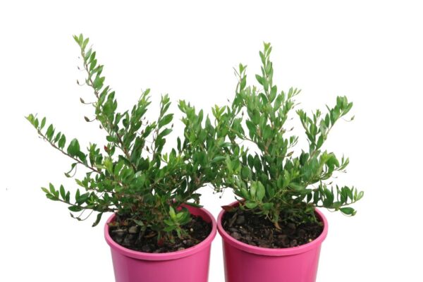 EREMOPHILA MACULATA PINK PASSION