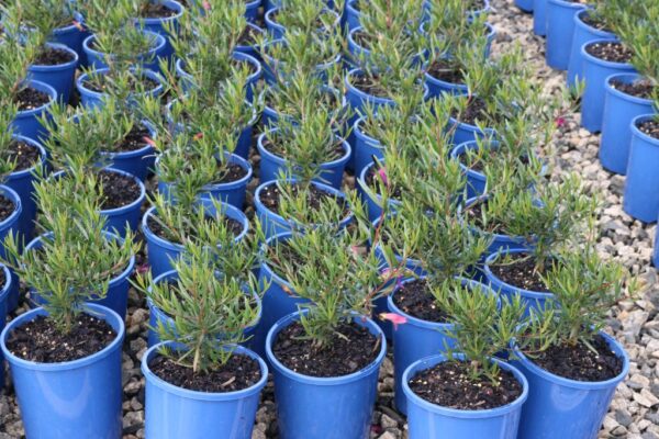EREMOPHILA ALTERN X MACULATA WILD BERRY