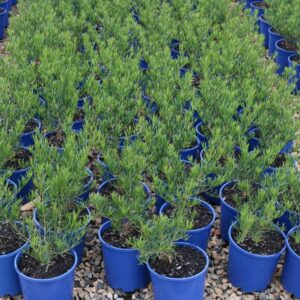 EREMOPHILA ALTERN X MACULATA WILD BERRY
