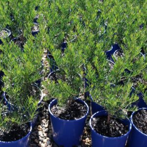 EREMOPHILA ALTERN X MACULATA WILD BERRY