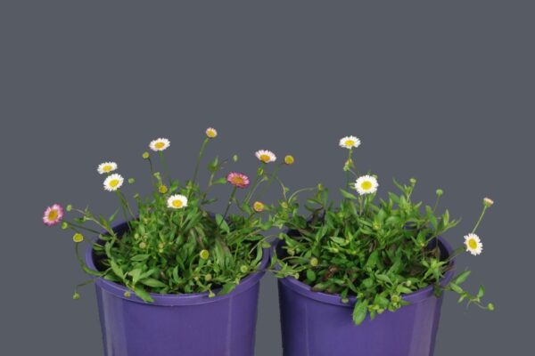ERIGERON SPINDRIFT