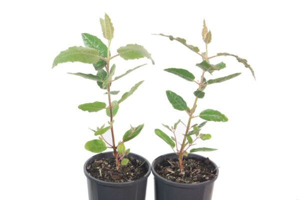 EUCALYPTUS ERYTHROCORYS