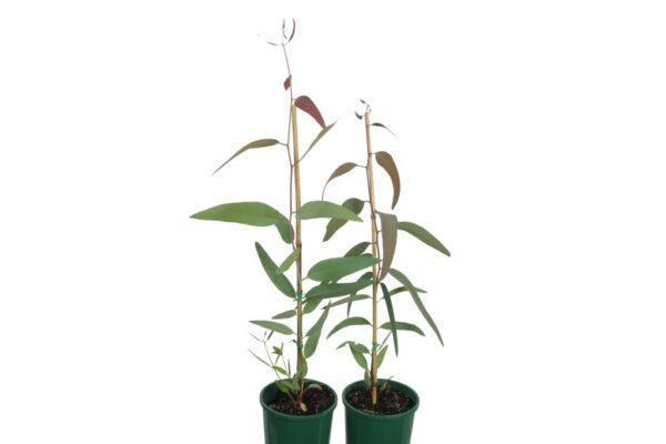 EUCALYPTUS VICTRIX