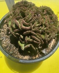 EUPHORBIA FLANAGANII CRESTED