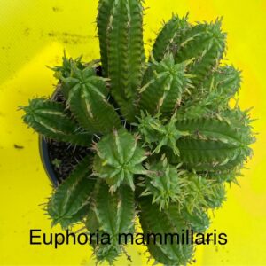 EUPHORBIA MAMMILARIS