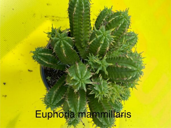 EUPHORBIA MAMMILARIS