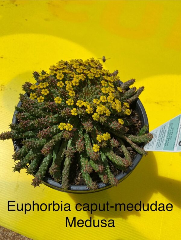 EUPHORBIA CAPUT-MEDUDAE MEDUSA