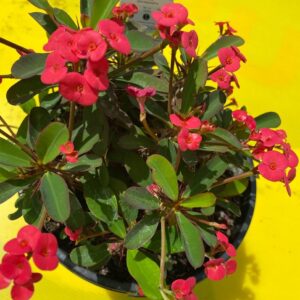 EUPHORBIA MILLI RED