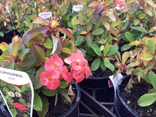 EUPHORBIA MILII