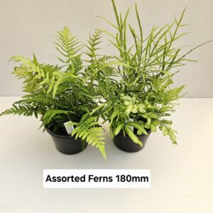 FERNS ASSORTED