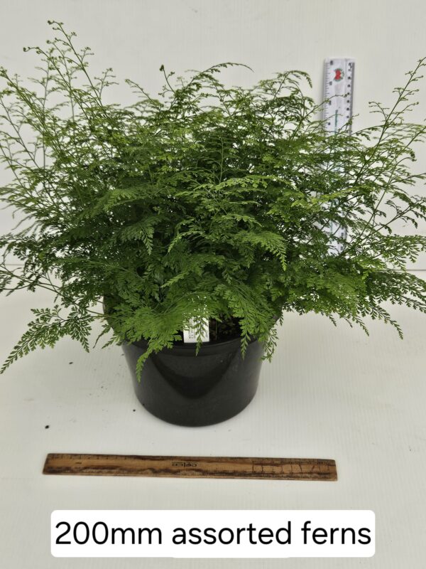 FERNS ASSORTED