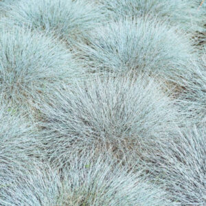 FESTUCA GLAUCA