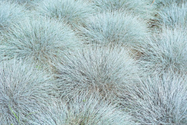 FESTUCA GLAUCA