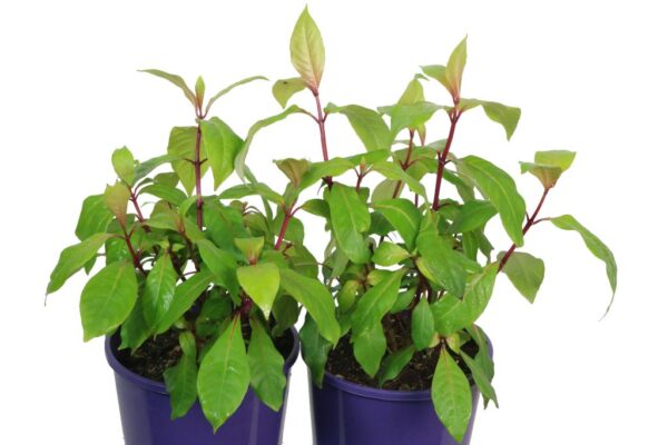 FUCHSIA BLUTINI