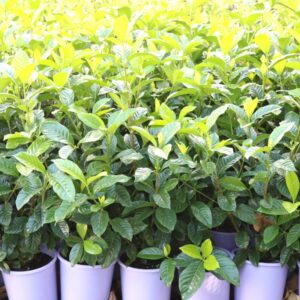 GARDENIA AUGUSTA GOLD MAGIC