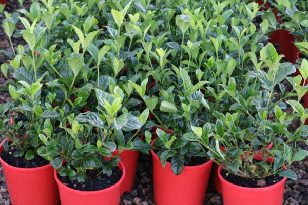 GARDENIA TRUE LOVE