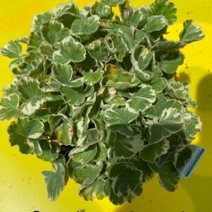 GERANIUM VARIEGATED