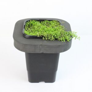 GLOSSOSTIGMA ELATINOIDES