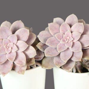 GRAPTOPETALUM PENTANDRUM