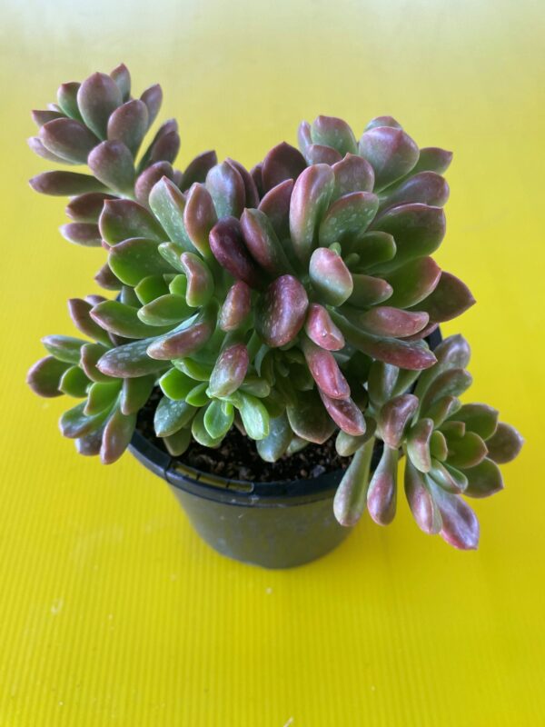 GRAPTOSEDUM NOVA