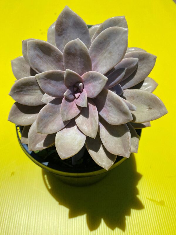 GRAPTOPETALUM SUPERBUM
