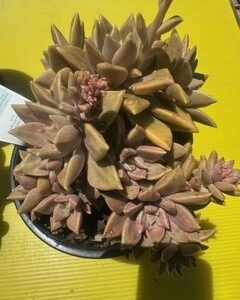 GRAPTOVERIA BRONZED AUSSIE
