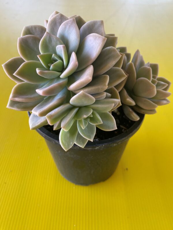 GRAPTOVERIA TITUBLINS