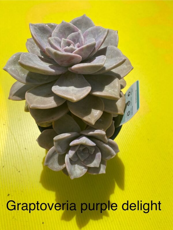GRAPTOVERIA PURPLE DELIGHT