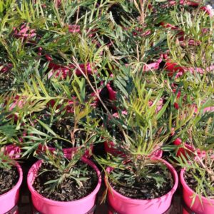 Trees & Shrubs