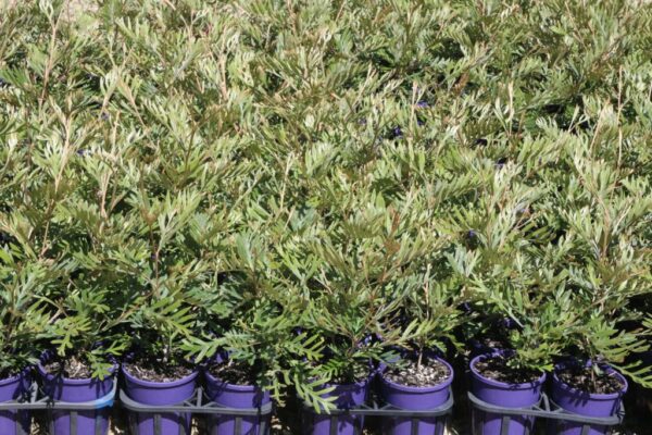 GREVILLEA DOROTHY GORDON