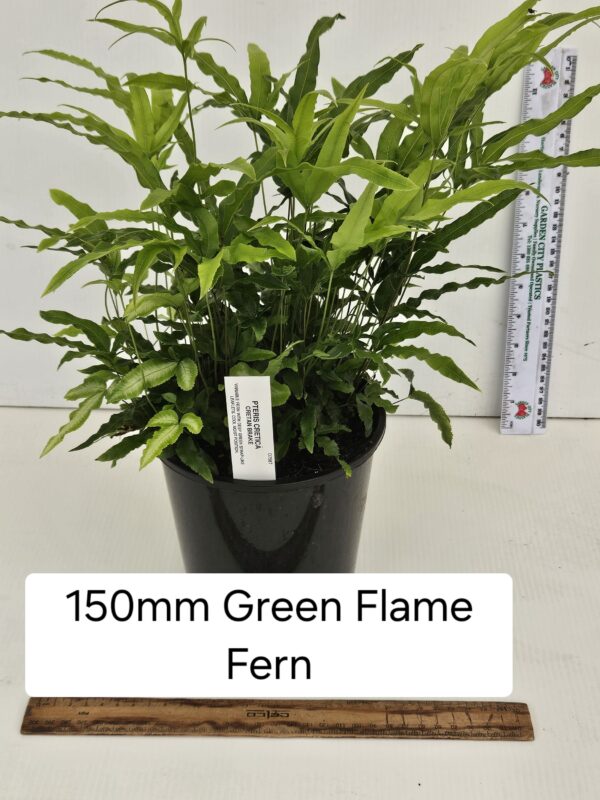 GREEN FLAME FERN