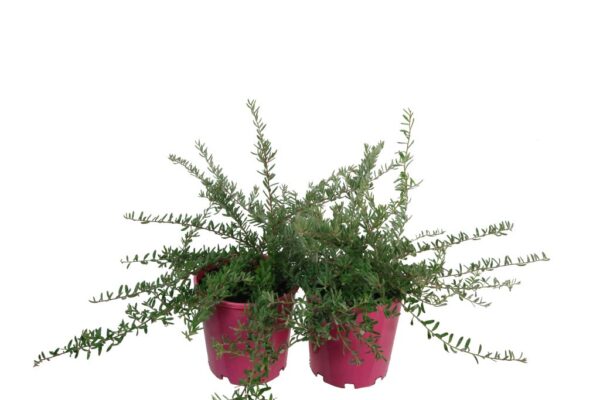 GREVILLEA LAV. X ALPINA JELLY BABY