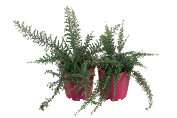GREVILLEA WINTER DELIGHT