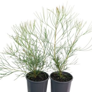 HAKEA ORTHORRHYNCHA