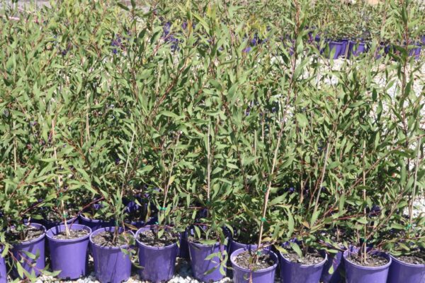 HAKEA LAURINA STOCKDALE SENSATION